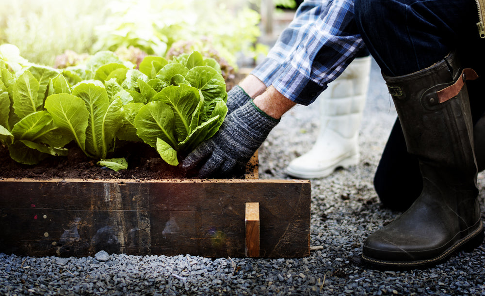Heavy-Duty Wagon Buying Guide - Senior adult couple picking vegetable from backyard garden