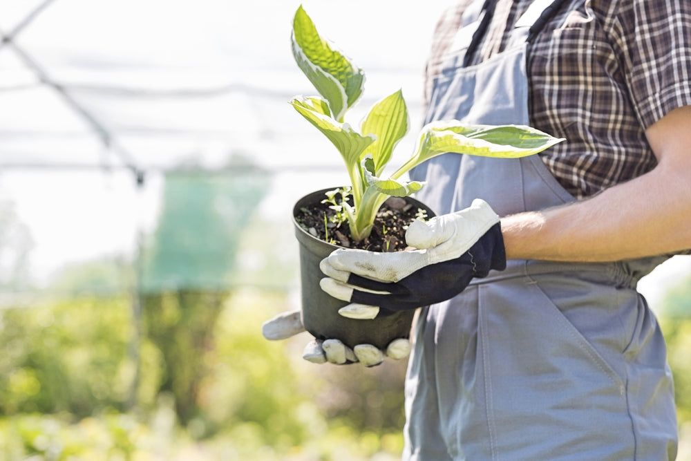 Right Dump Cart for Your Landscaping Needs - Midsection of gardener holding potted plant at nursery