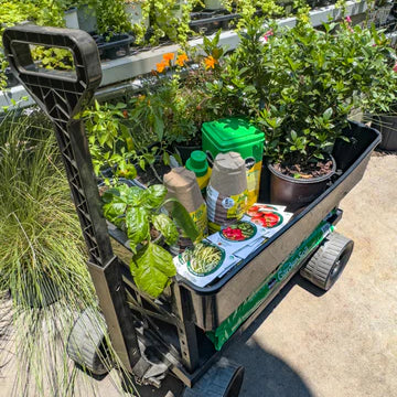A BEGINNER’S GUIDE TO PLANTING A SUMMER VEGETABLE GARDEN